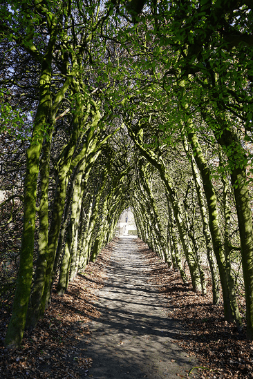 Tree-lined avenue at Havezate Den Alerdinck estate
