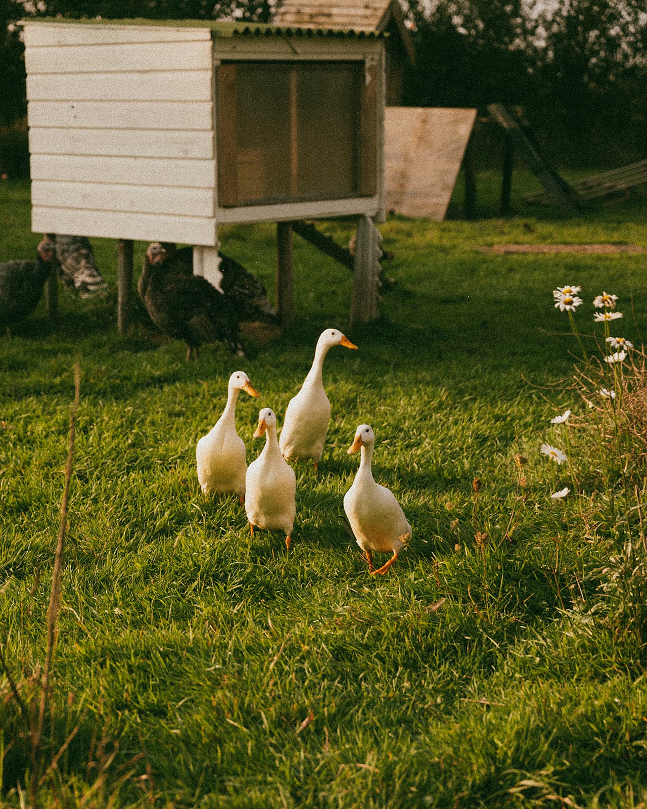 Ducks swimming in the natural pond at The Makers Barn